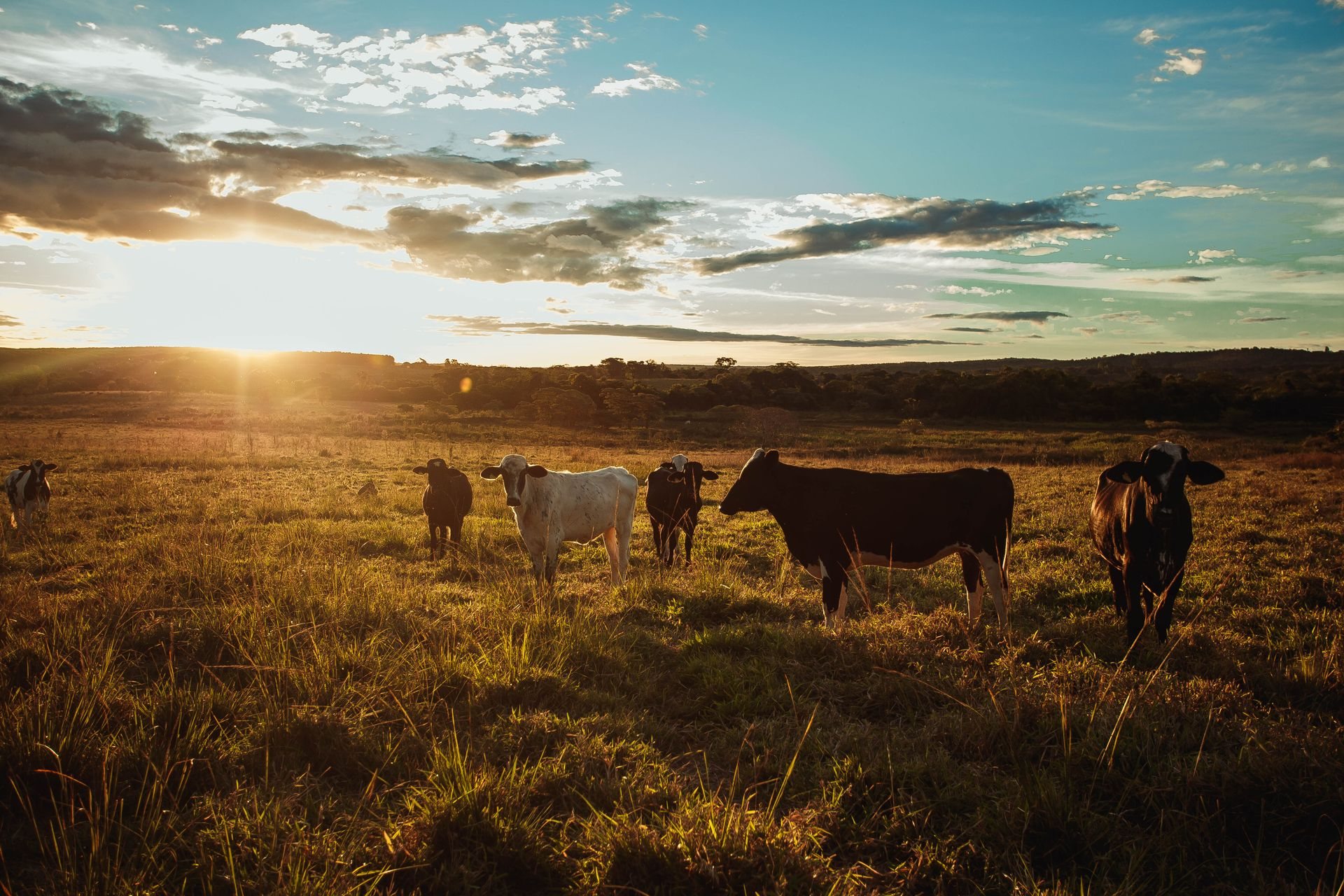 Cattle grazing on pasture at sunset