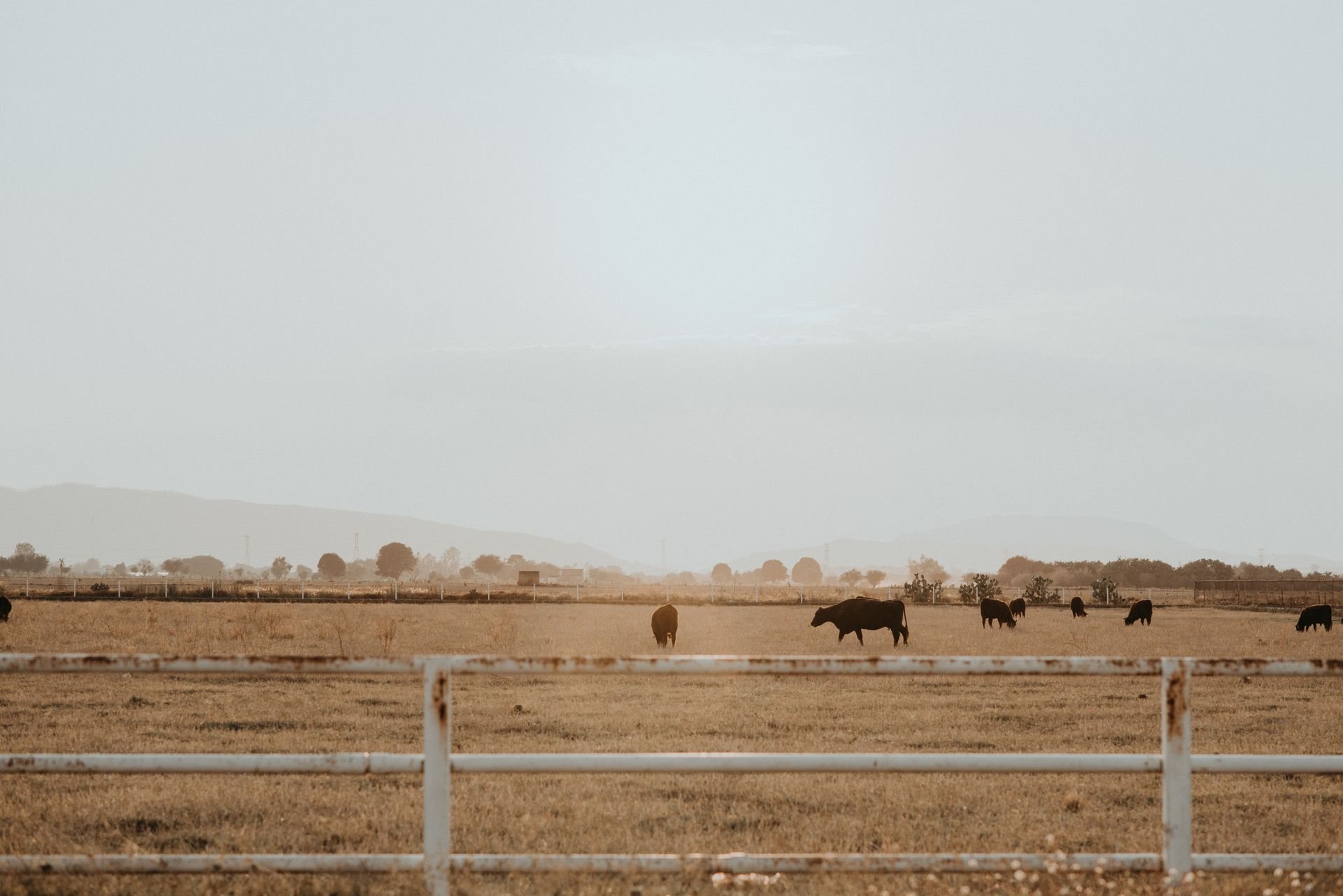 Cattle grazing behind a white fence on dry pasture