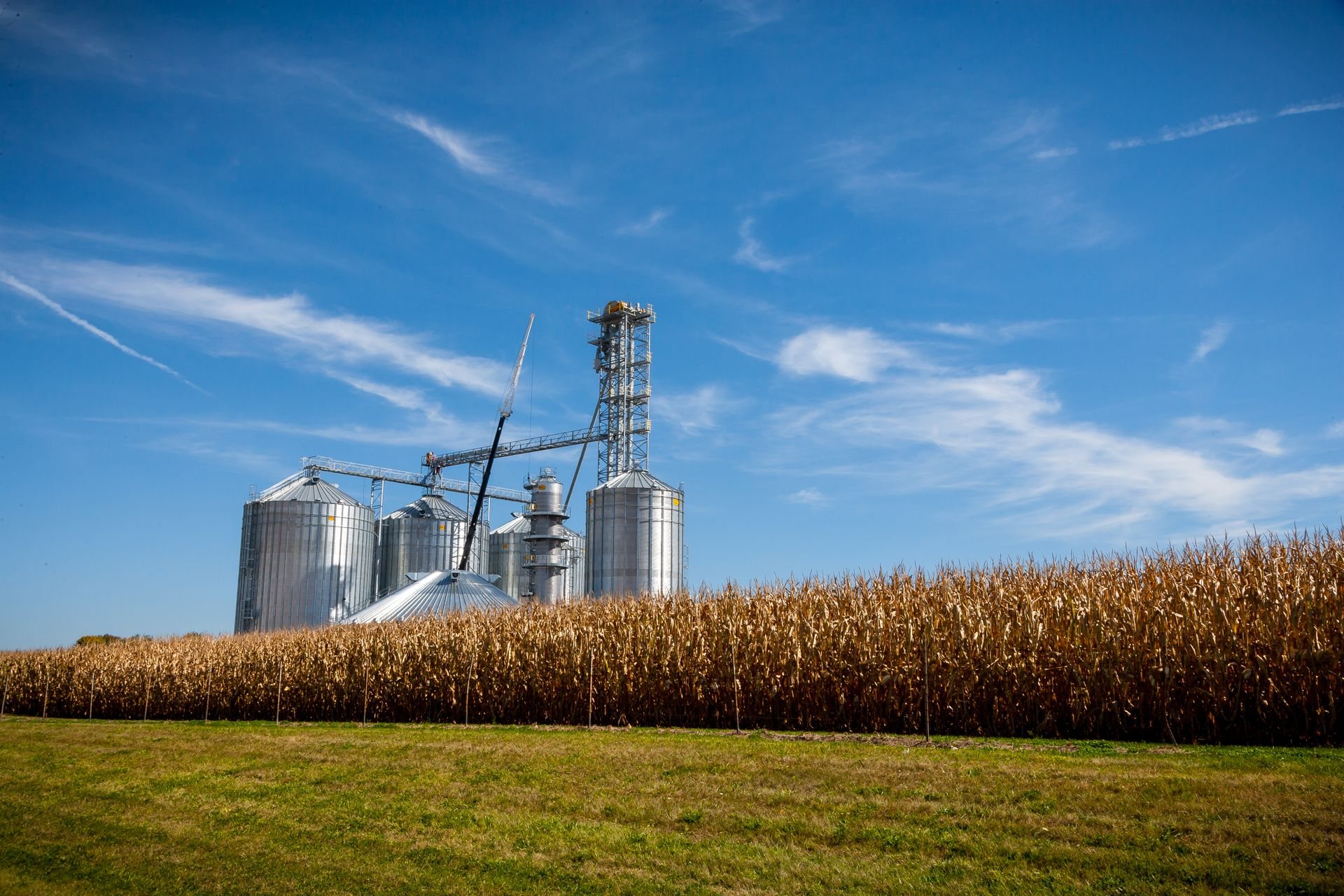 Grain bins beside a ripe corn field